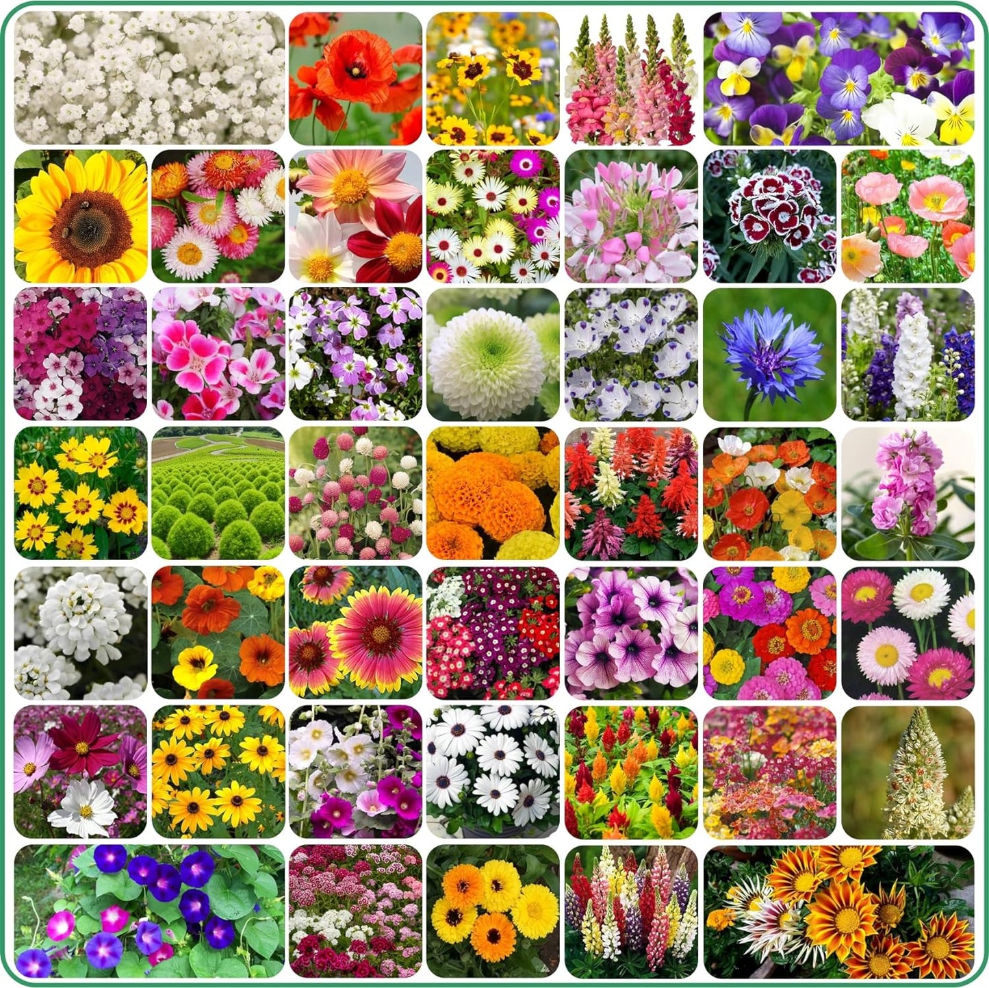 Varieties of Flower Seeds (Pack of 100) And Get Plant Growth Supplement Free